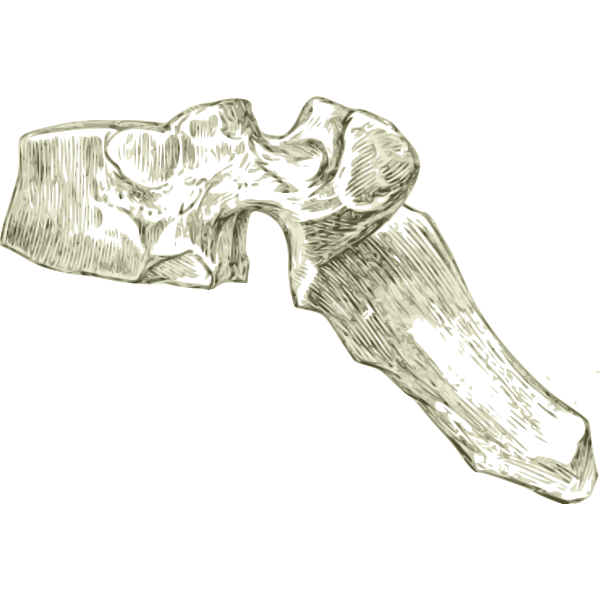 SVG Human dorsal bone