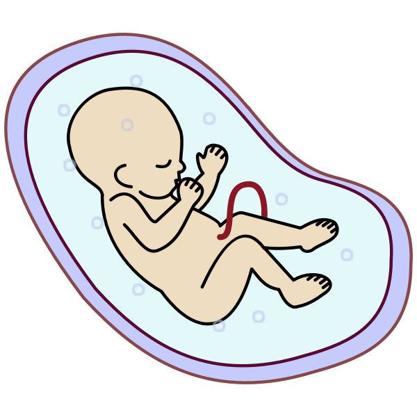 SVG Human embryo vector image