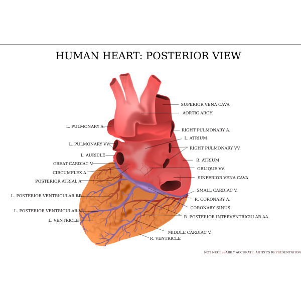 SVG Human heart