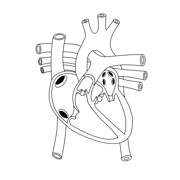 SVG Human heart image