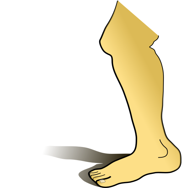 SVG Human leg vector image