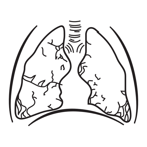 SVG Human lungs vector image