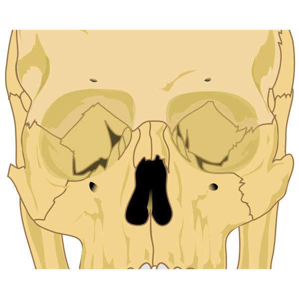 SVG Human skull