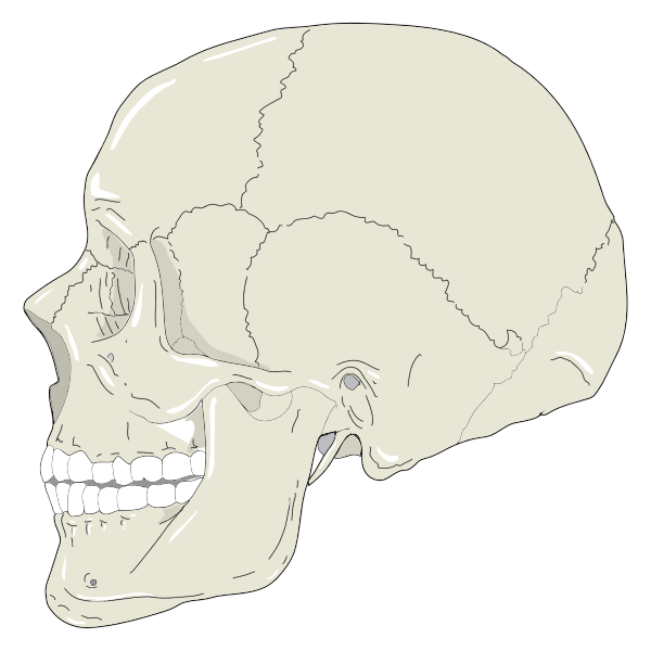 SVG Human skull