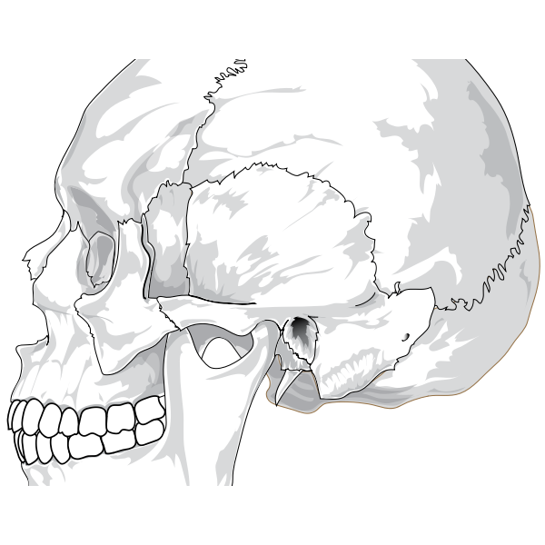 SVG Human skull side view