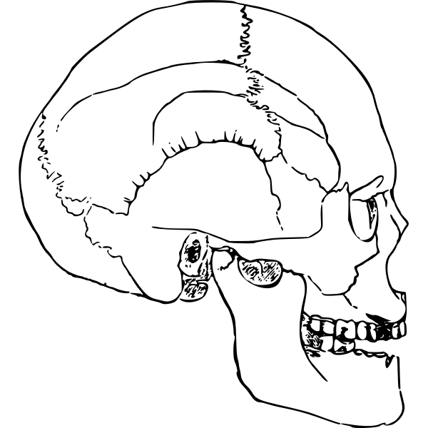 SVG Human skull sketch
