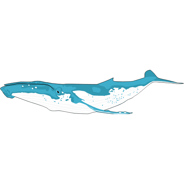 SVG Humpback whale comic drawing