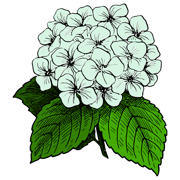 SVG Hydrangea image