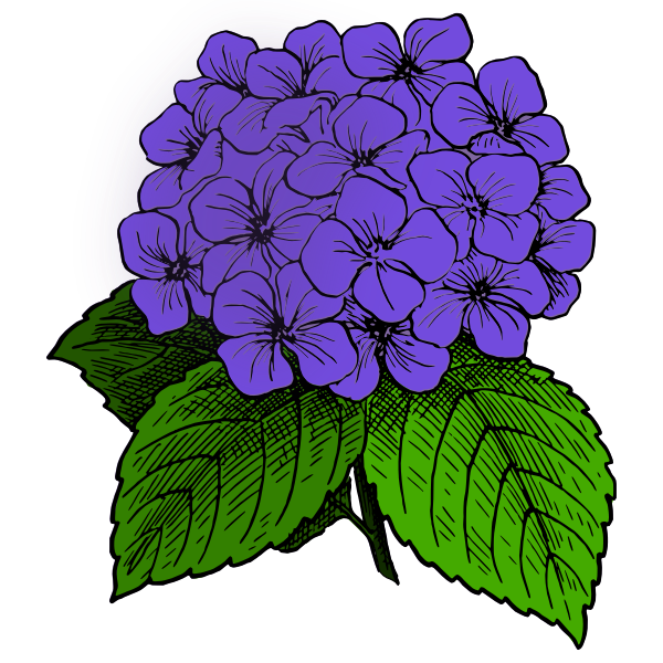 SVG Hydrangea - Purple