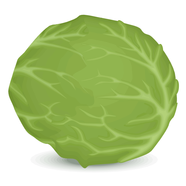 SVG Iceberg lettuce