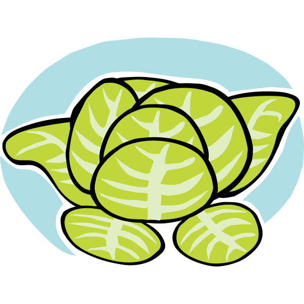 SVG Iceberg lettuce vector clip art