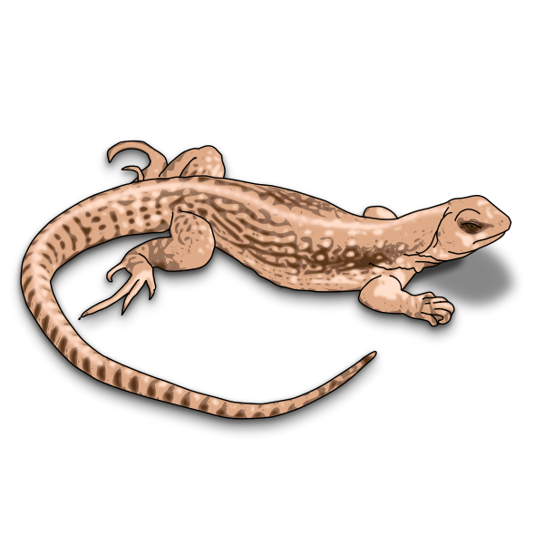 SVG Illustration of brown lizard with shadows