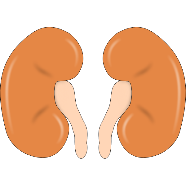 SVG Illustration of kidneys