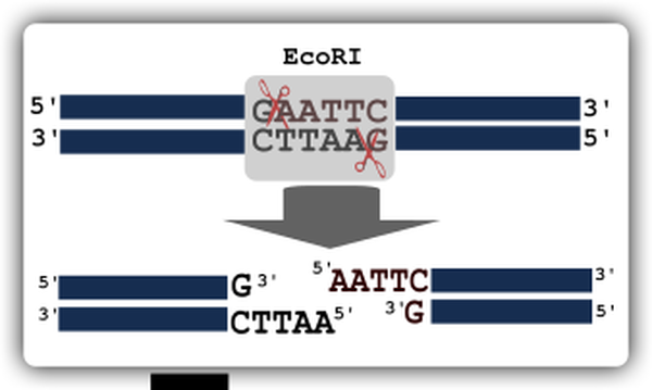 SVG Illustration of restriction digestion
