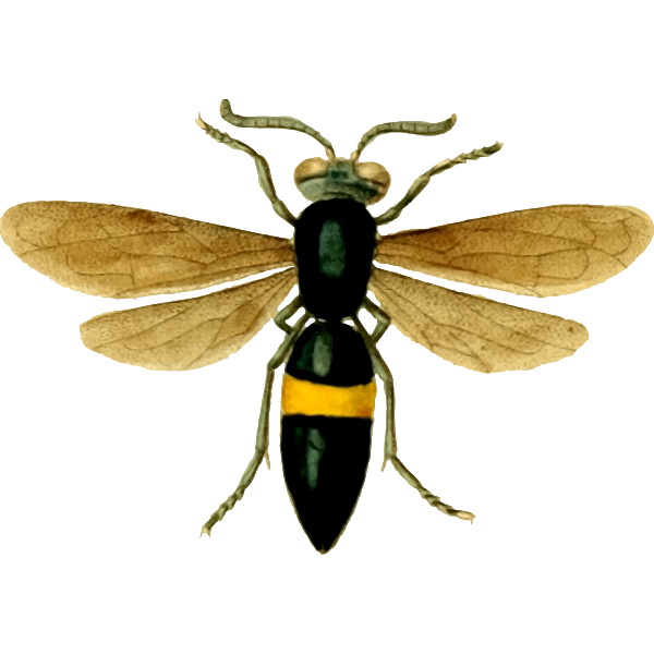 SVG Image of a fly