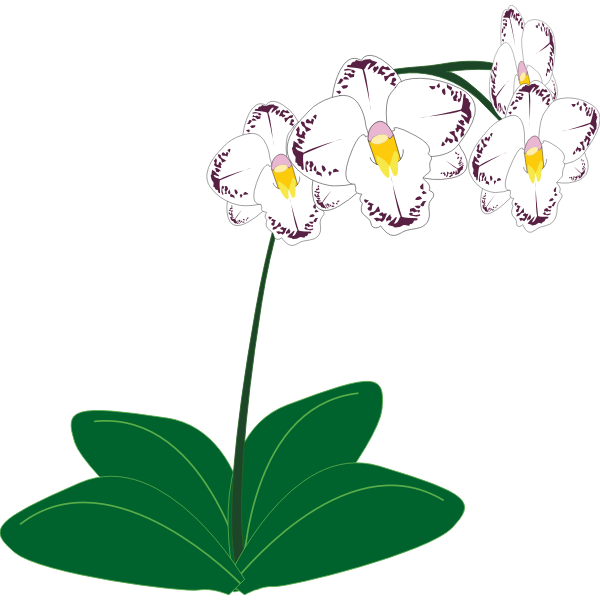 SVG Image of a white orchid plant