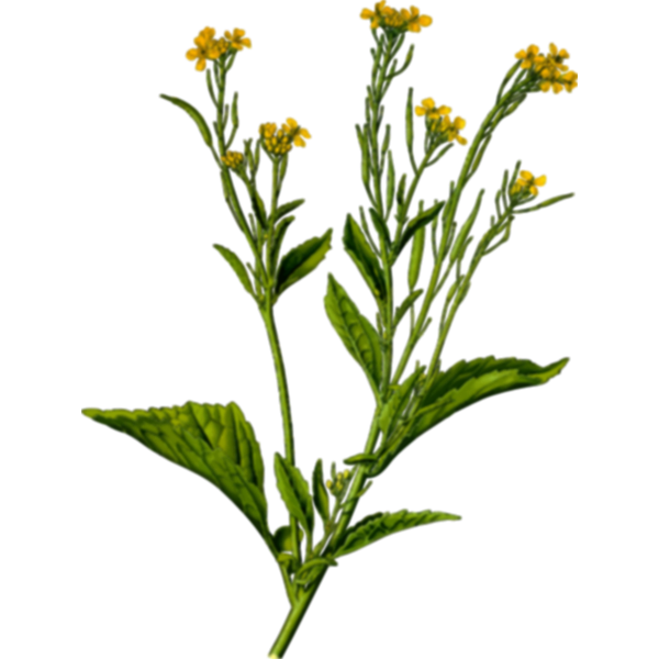 SVG Image of mustard plant