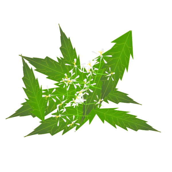 SVG Image of neem leaves and flowers in color
