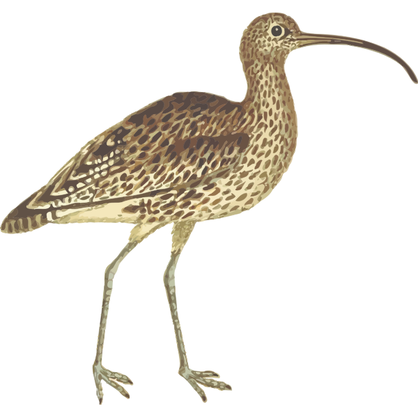 SVG Image of wingspan bird