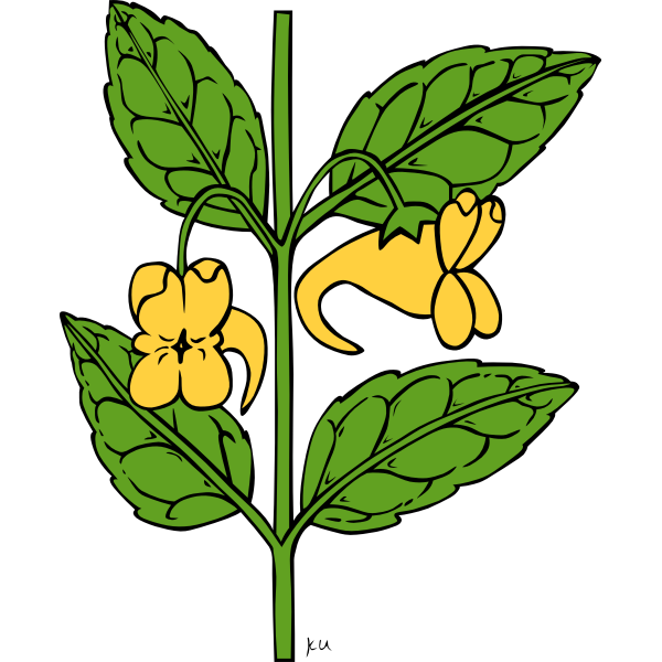 SVG Impatiens aurella vector