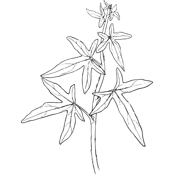 SVG ivy