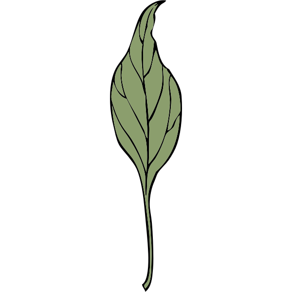 SVG ivy leaf 4