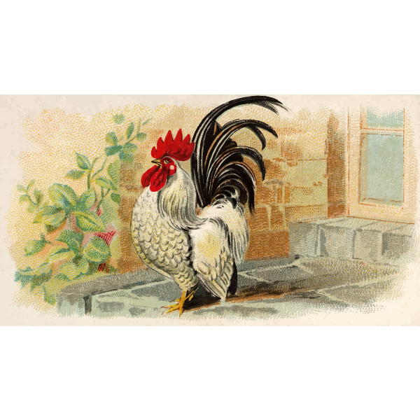 SVG Japanese Bantam
