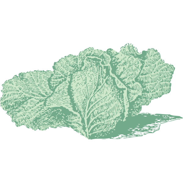 SVG Jersey cabbage