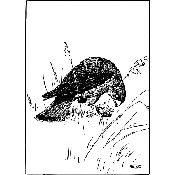 SVG kestrel