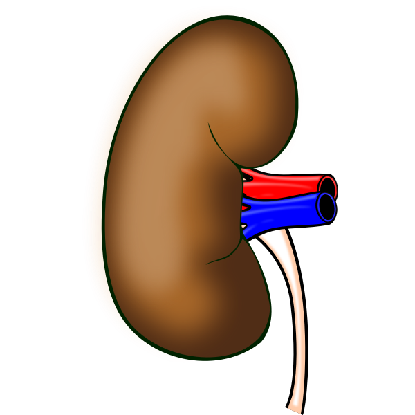 SVG Kidney