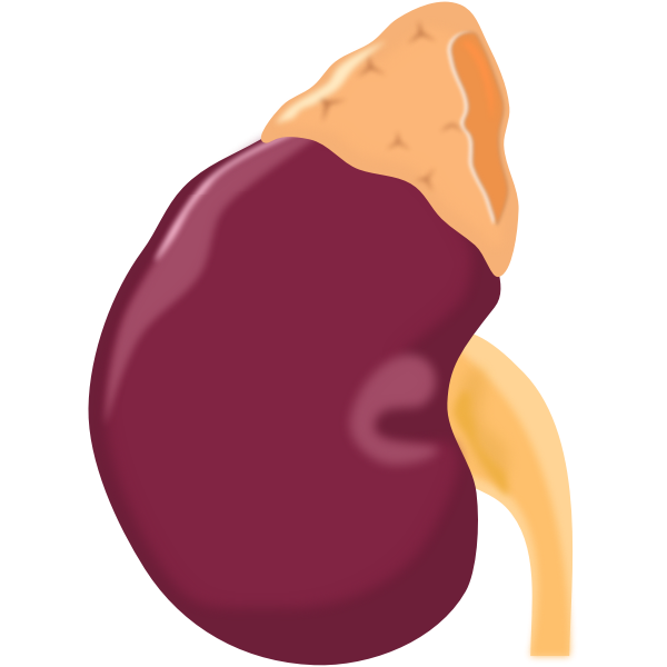 SVG Kidney vector image