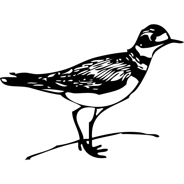 SVG Killdeer