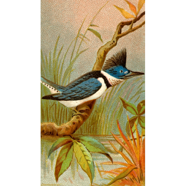 SVG Kingfisher