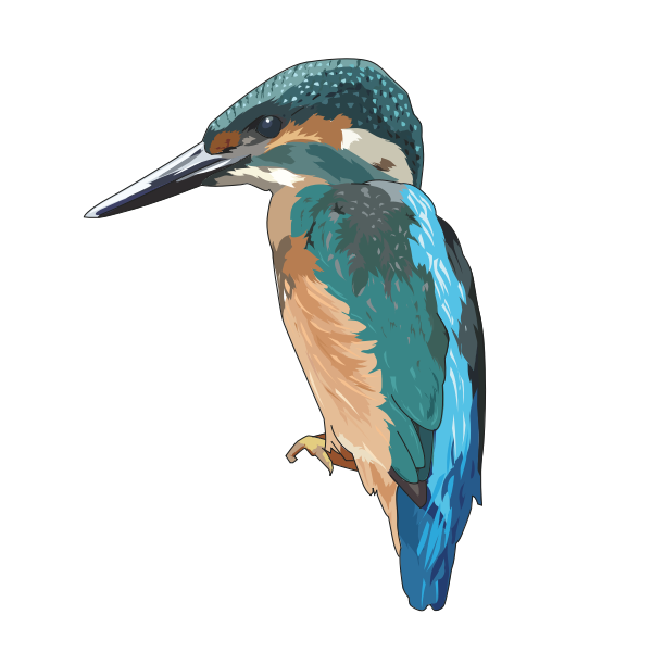 SVG Kingfisher 2017042438