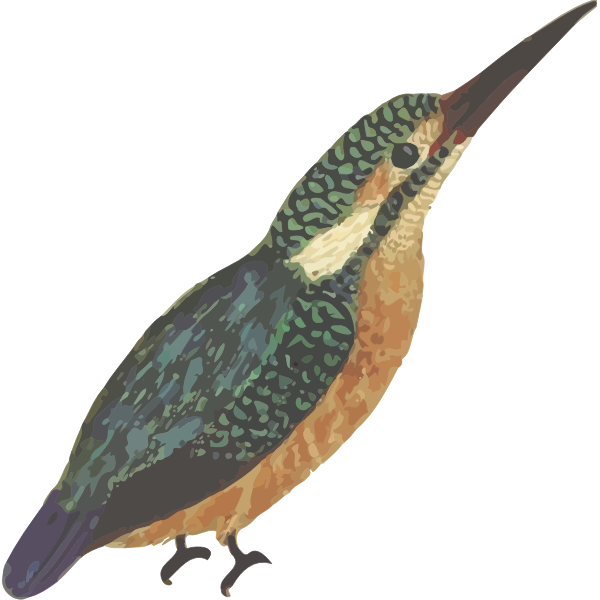 SVG Kingfisher bird in full color vector image