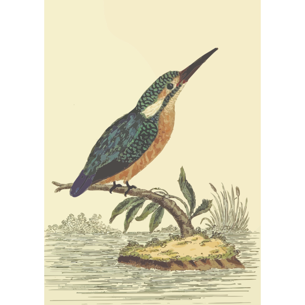 SVG Kingfisher bird on a tree branch vector image