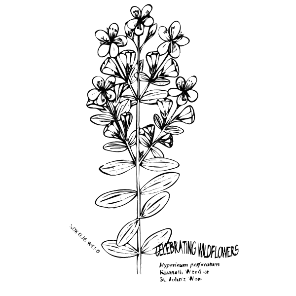 SVG Klamath Weed