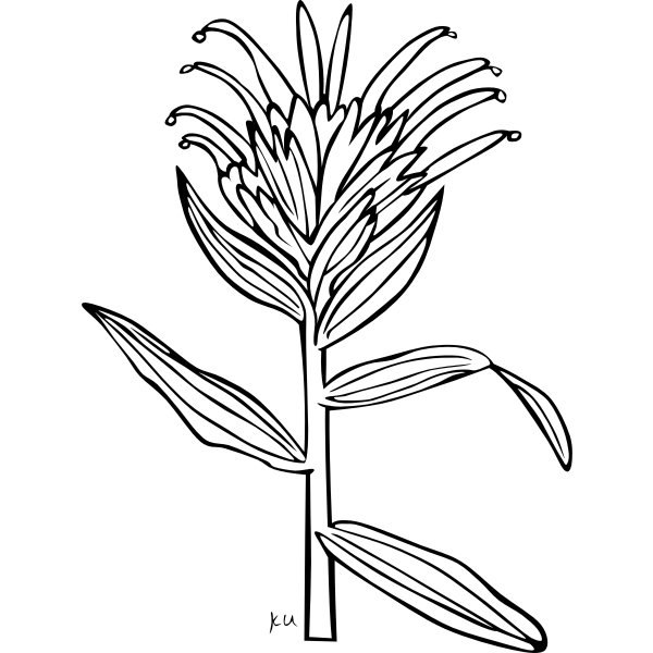 SVG KU Castilleja Miniata