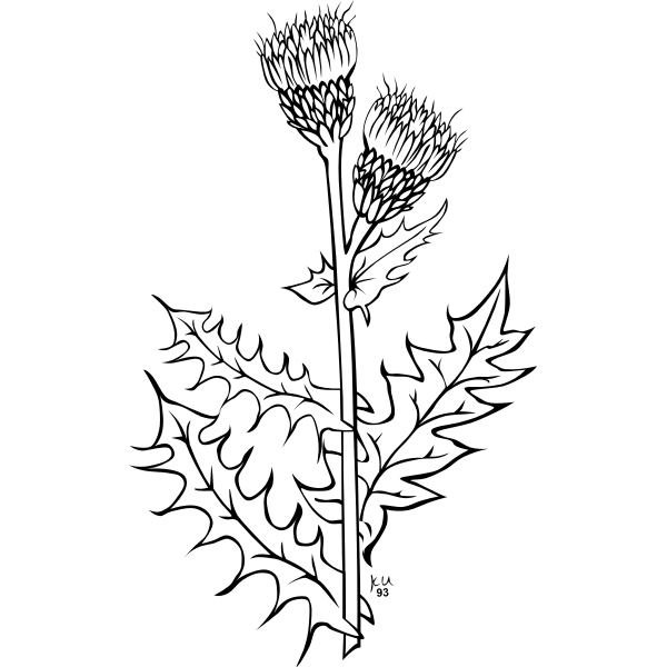 SVG KU cirsium arvense