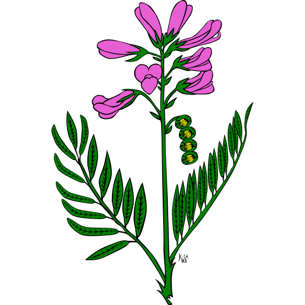 SVG KU Hedysarum boreale