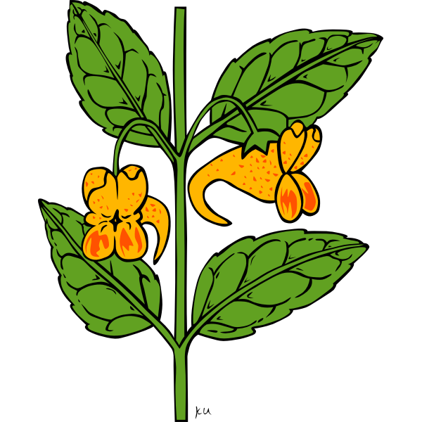 SVG KU impatiens capensis vector