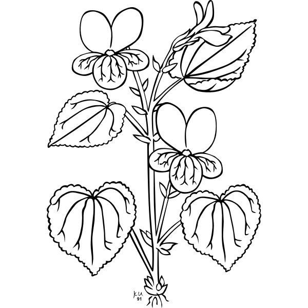 SVG KU viola glabella