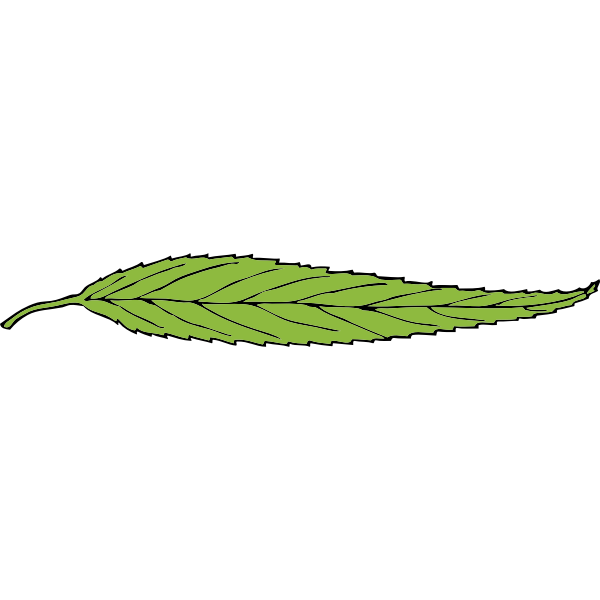 SVG lanceolate leaf