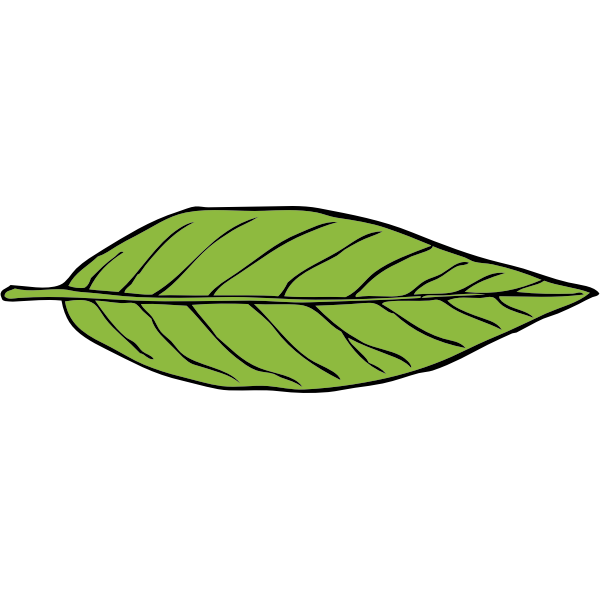 SVG lanceolate leaf 2