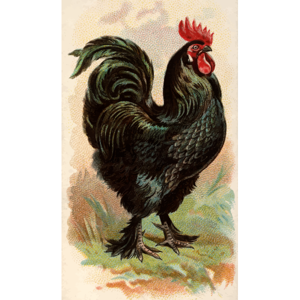 SVG Langshan