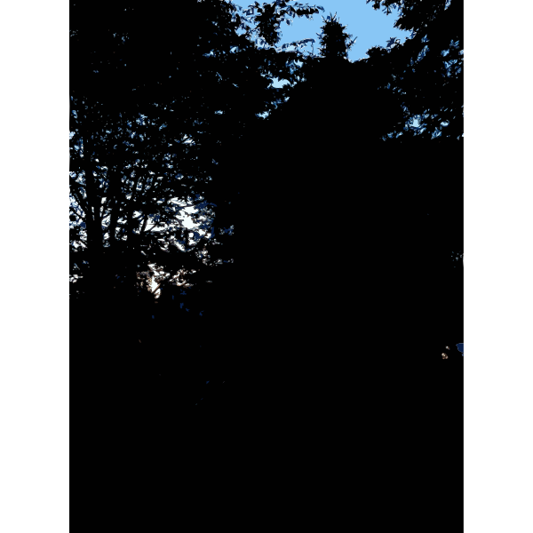 SVG Late Afternoon in the Forest 1 2015071545