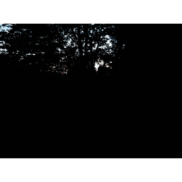 SVG Late Afternoon in the Forest 2015071545
