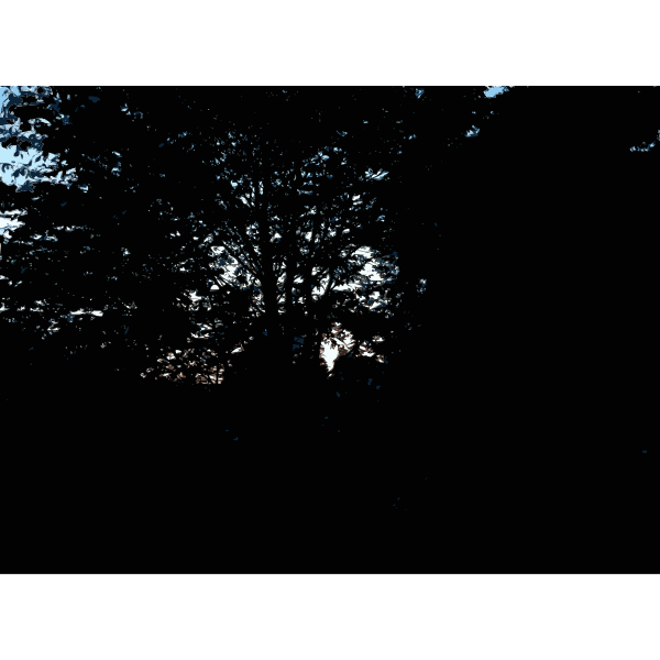 SVG Late Afternoon in the Forest 5 2015071545