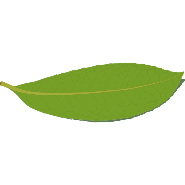 SVG laurel leaf underside