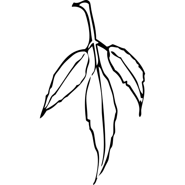 SVG leaf